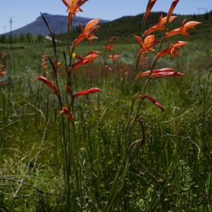 Gladiolus quadrangularis